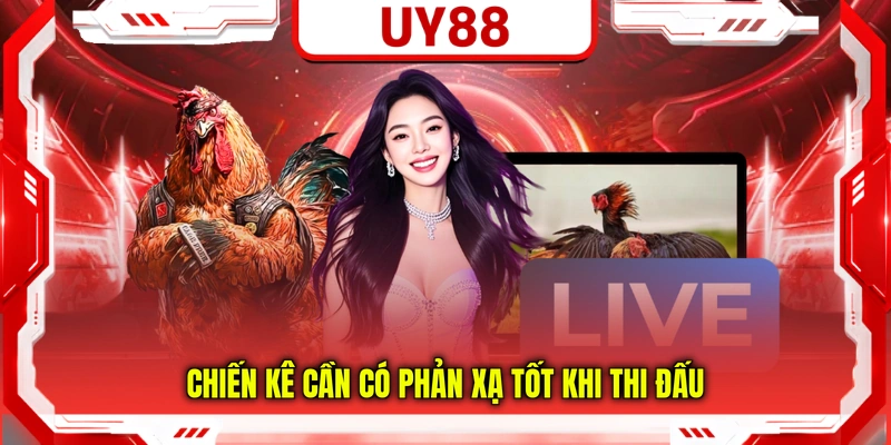 Chiến kê cần có phản xạ tốt khi thi đấu